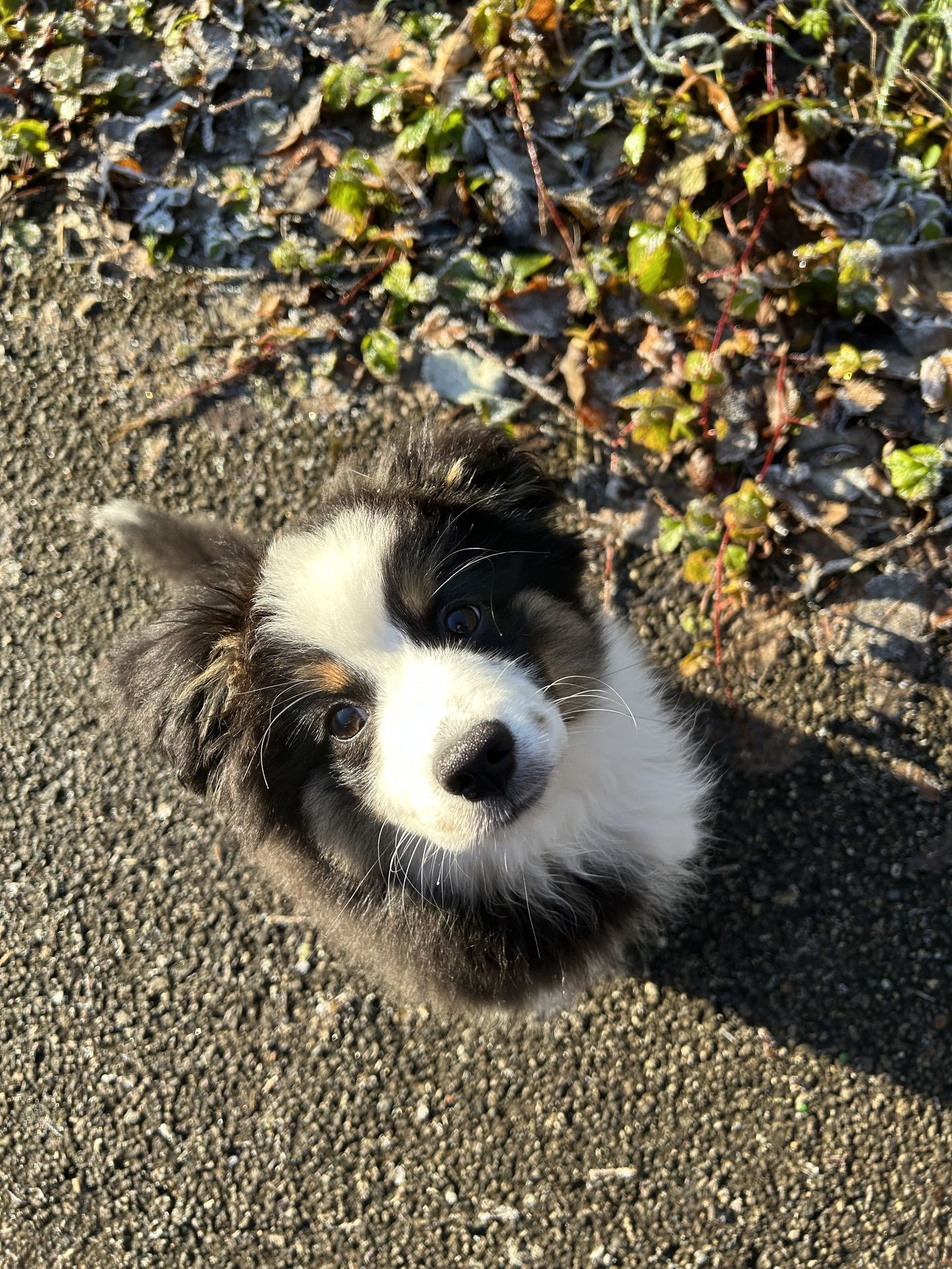 Mascotte Véga - Aesthetica Interiors petfriendly